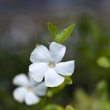 Vinca minor Elisa - Pervinca minore