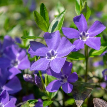 Pervinca minore - Vinca minor
