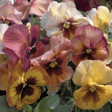 Viola Mariposa F1 Peach Shades