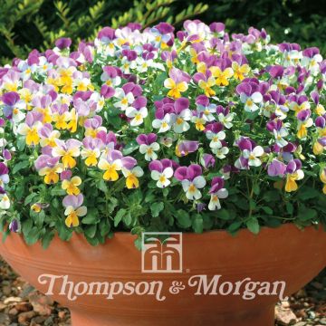 Viola williamsii Sweeties