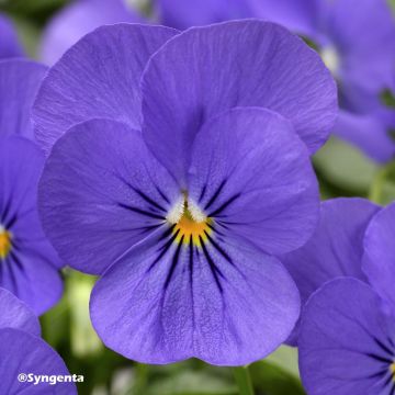 Viola cornuta F1 Penny Blue