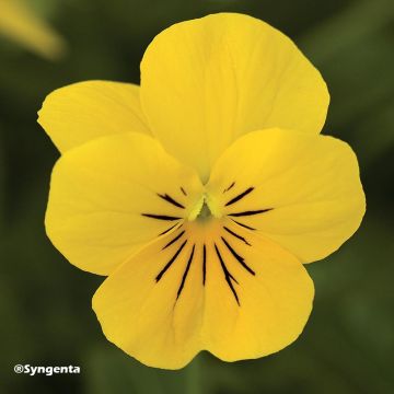 Viola cornuta F1 Penny Yellow