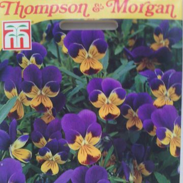 Viola tricolor Tricolore Heartsease