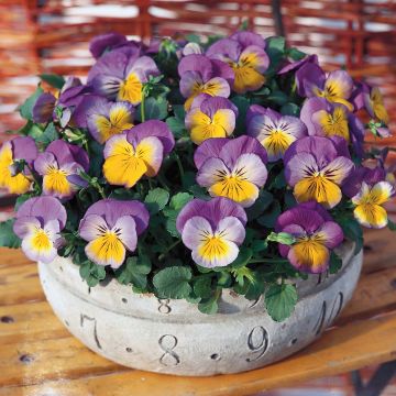 Viola Ultima Morpho F1