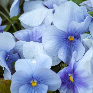 Viola Inspire Silver Blue