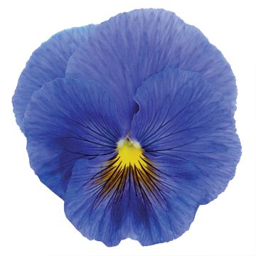 Viola True Blue