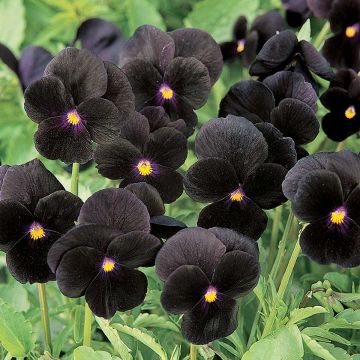Viola cornuta F1 Sorbet Black Delight