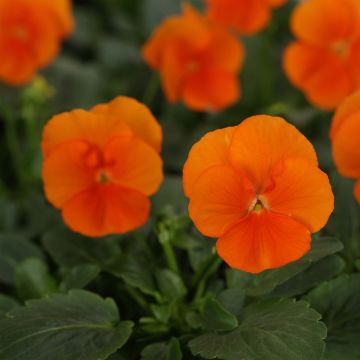 Viola cornuta Sorbet Xp Deep Orange