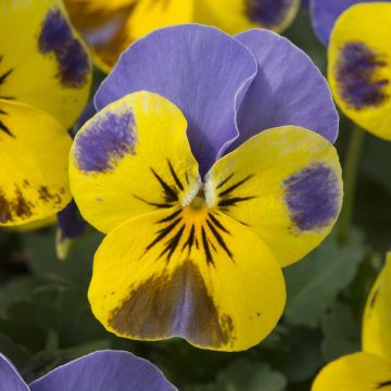 Viola cornuta Yellow Blue Jump-Up