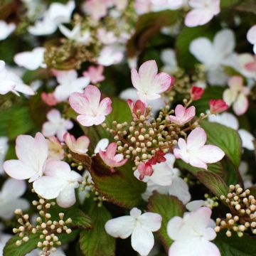 Viburnum plicatum Pinkawai
