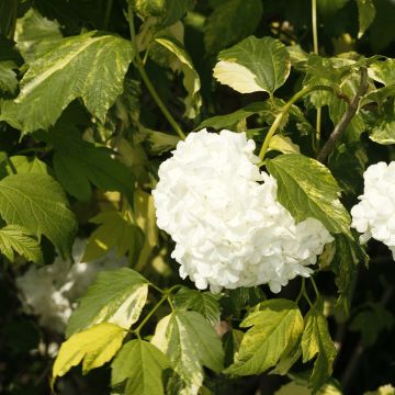 Viburnum opulus Pechcin - Oppio