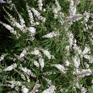Vitex agnus-castus Silver Spire - Agnocasto
