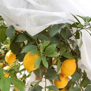 Tessuto non tessuto bianco per la protezione invernale 60g/m² per inverni rigidi