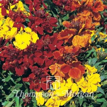 Erysimum cheiri Brilliant Bedder Serie Mixed - Violaciocca gialla