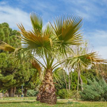 Washingtonia robusta - Palma messicana (semi)