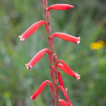 Watsonia aletroides
