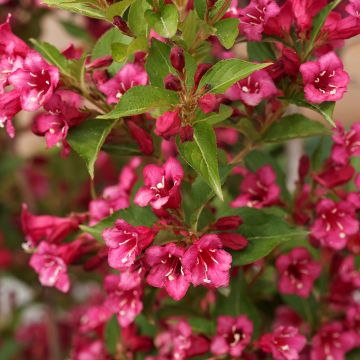 Weigelia Big Love