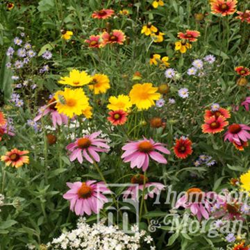 Semina Fiori Miele delle Api Selvatiche - Miscela per api