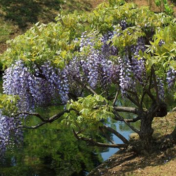 Wisteria floribunda - Glicine