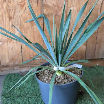 Yucca Silver Anniversary