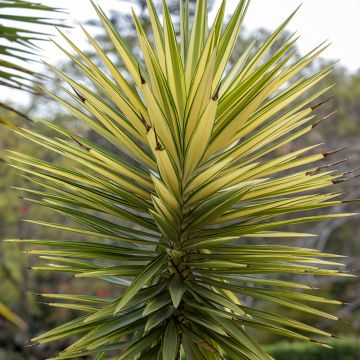 Yucca aloifolia Variegata - Yucca à feuilles d'Aloès