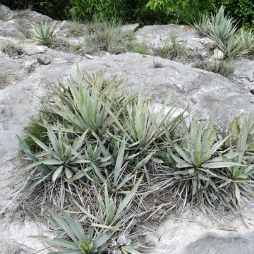 Yucca pallida