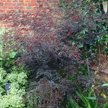 Zanthoxylum piperitum Black Magic - Pepe di Sichuan