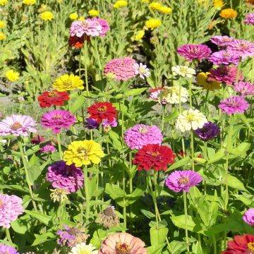 Zinnia Giant of California Mix