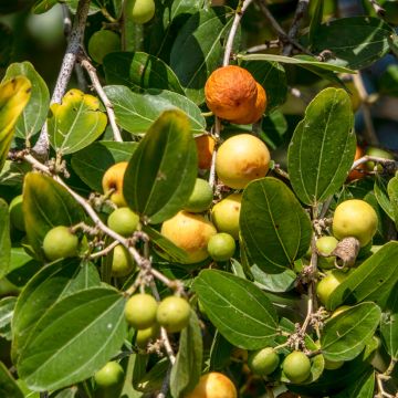 Ziziphus spina-christi