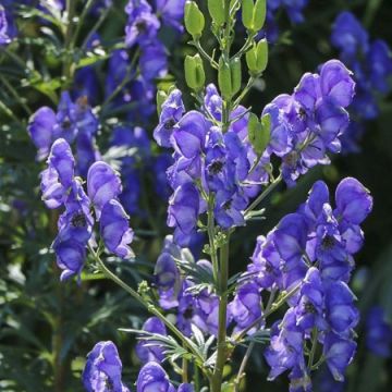 Aconitum cammarum Blue Lagoon - Aconito