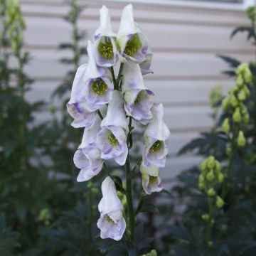 Aconitum carmichaelii Cloudy - Aconito