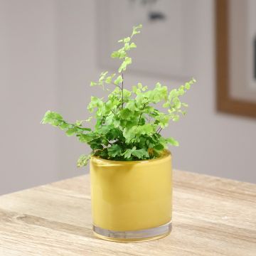 Adiantum Fritz Lüthi - Felce capelvenere