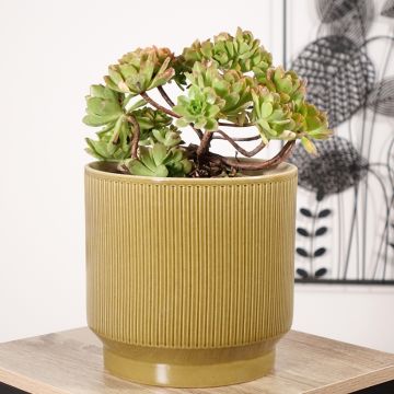 Aeonium Bronze Medal