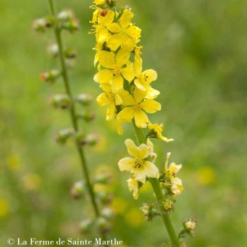 Agrimonia eupatoria - Agrimonia comune Bio - Ferme de Sainte Marthe