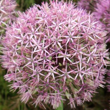 Allium Universe - Aglio ornamentale