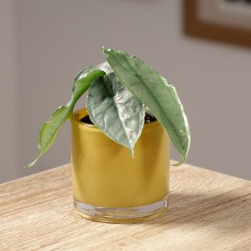 Alocasia Dragon's Breath - Orecchie d'Elefante