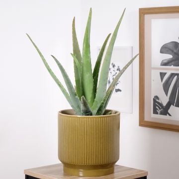 Aloe vera - Aloe delle Barbados