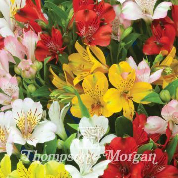 Alstroemeria Ligtu Hybrids