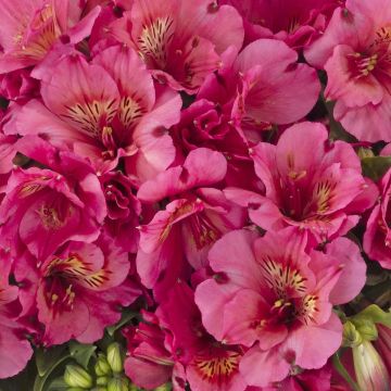 Alstroemeria Inticancha Sun Malaga