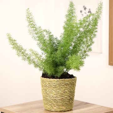 Asparagus densiflorus var. meyeri - Felce a coda di volpe