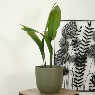 Aspidistra elatior - Pianta di piombo