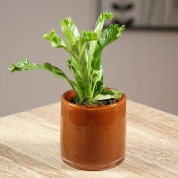 Asplenium antiquum Leslie - Felce