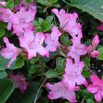 Azalea kiusianum Komo Kulshan