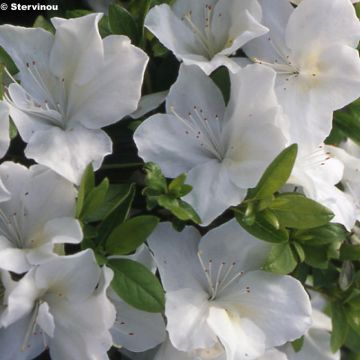 Azalea Eucharis