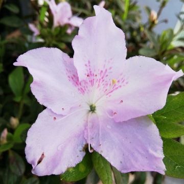 Azalea japonica ENCORE Ivory