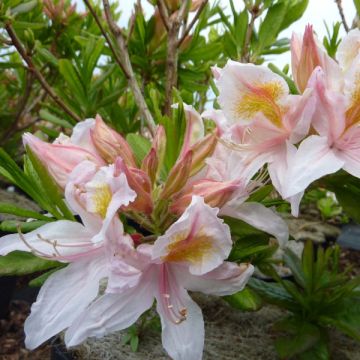 Azalea cinese Irene Koster - Azalea x occidentale in vaso da 4L./5L.