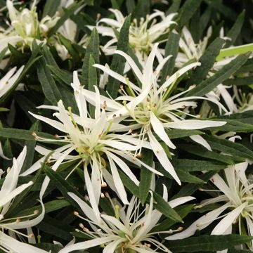 Azalea japonica Star Style White