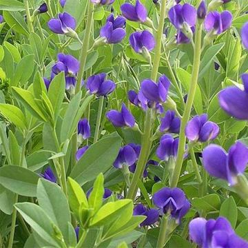 Baptisia australis Caspian Blue - Indaco falso blu