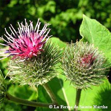 Arctium lappa - Bardana maggiore