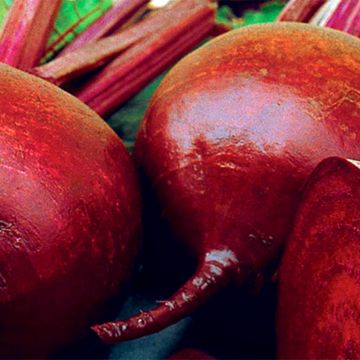 Barbabietola Rote Kugel 2